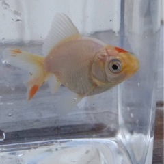 金魚5匹よりの画像