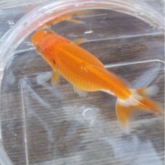 金魚5匹よりの画像