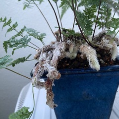 シダ植物の画像