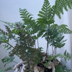 シダ植物の画像