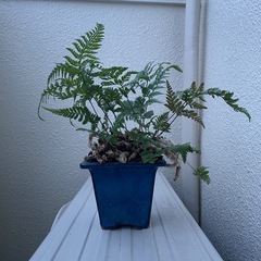 シダ植物の画像