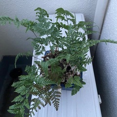 シダ植物の画像
