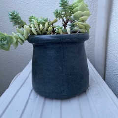 多肉植物の画像