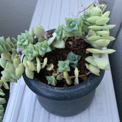 多肉植物の画像
