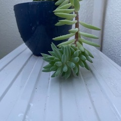 多肉植物の画像