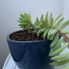 多肉植物の画像