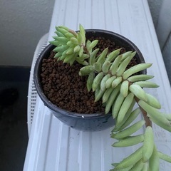 多肉植物の画像