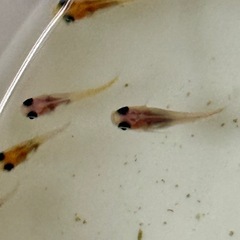 数量限定セール‼️めだか1匹100円
の画像