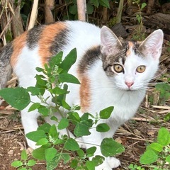 三毛猫4〜５ヶ月