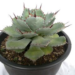 【ガーデニング】　アガベ　ユーフォルビア　４鉢の画像