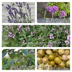 お花20種類以上まとめて❁⃘*.ﾟ10/16午前まで！の画像