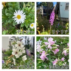 お花20種類以上まとめて❁⃘*.ﾟ10/16午前まで！の画像