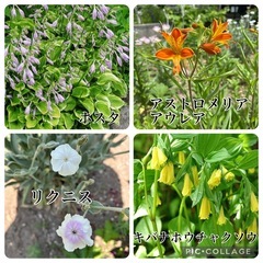 お花20種類以上まとめて❁⃘*.ﾟ10/16午前まで！の画像
