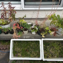 お花20種類以上まとめて❁⃘*.ﾟ10/16午前まで！の画像