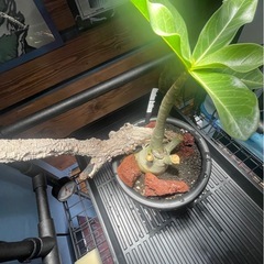 アデニウム　パキポディウム　塊根植物の画像