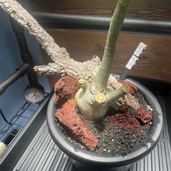アデニウム　パキポディウム　塊根植物の画像