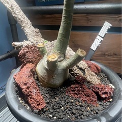 アデニウム　パキポディウム　塊根植物の画像