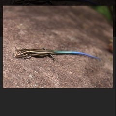 ニホントカゲ探してます！の画像