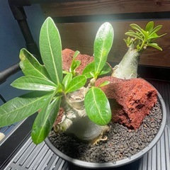 アデニウム　パキポディウム　塊根植物の画像