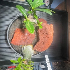 アデニウム　パキポディウム　塊根植物の画像
