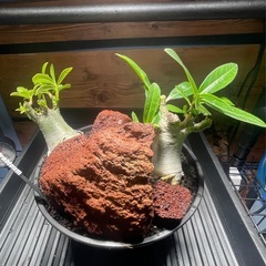 アデニウム　パキポディウム　塊根植物の画像