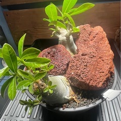 アデニウム　パキポディウム　塊根植物の画像