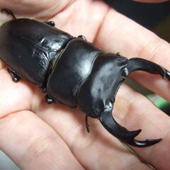 茨城県産オオクワガタ F6 ♂73.5ミリ ♀48ミリ ペアの画像