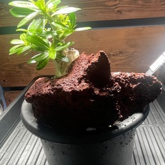 アデニウム　パキポディウム　塊根植物の画像