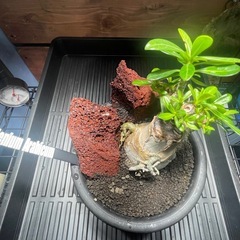 アデニウム　パキポディウム　塊根植物の画像