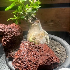 アデニウム　パキポディウム　塊根植物の画像