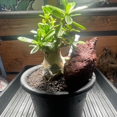 アデニウム　パキポディウム　塊根植物の画像
