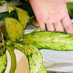 ディフェンバキア？の種類かな？鉢ごとお渡しです。観葉植物の画像