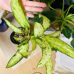 ディフェンバキア？の種類かな？鉢ごとお渡しです。観葉植物の画像