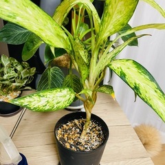 ディフェンバキア？の種類かな？鉢ごとお渡しです。観葉植物の画像