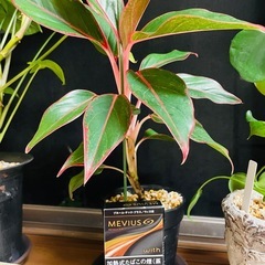 観葉植物　赤いエッジがカッコいい多分ディフェンバキアの種類かな？と思います。鉢ごとおわたしお渡しの画像