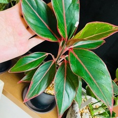 観葉植物　赤いエッジがカッコいい多分ディフェンバキアの種類かな？と思います。鉢ごとおわたしお渡しの画像