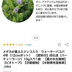 水生植物ウォーターバコパ/ビオトープ❁⃘*.ﾟ10/16午前中まで！の画像