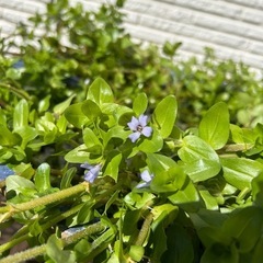 水生植物ウォーターバコパ/ビオトープ❁⃘*.ﾟ10/16午前中まで！の画像
