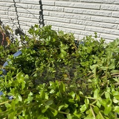 水生植物ウォーターバコパ/ビオトープ❁⃘*.ﾟ10/16午前中まで！の画像