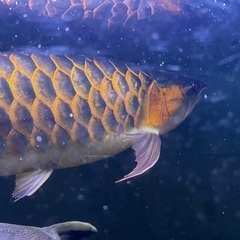 熱帯魚の画像