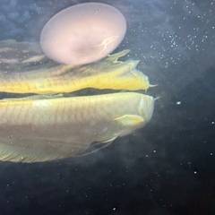 熱帯魚の画像