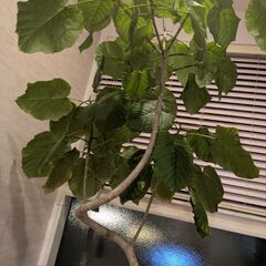 観葉植物の画像