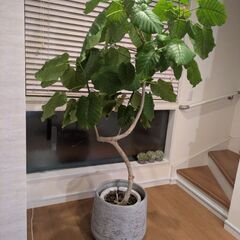 観葉植物の画像