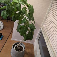 観葉植物の画像