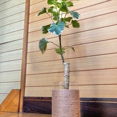 観葉植物　ポリシャスとガラス製鉢カバーの画像