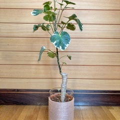 観葉植物　ポリシャスとガラス製鉢カバーの画像