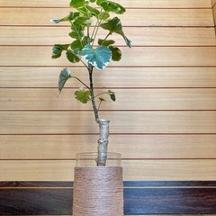 観葉植物　ポリシャスとガラス製鉢カバーの画像