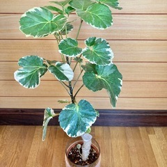 観葉植物　ポリシャスとガラス製鉢カバーの画像