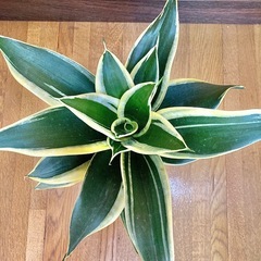 観葉植物　サンセベリアとガラス製鉢カバーの画像