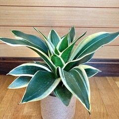 観葉植物　サンセベリアとガラス製鉢カバーの画像
